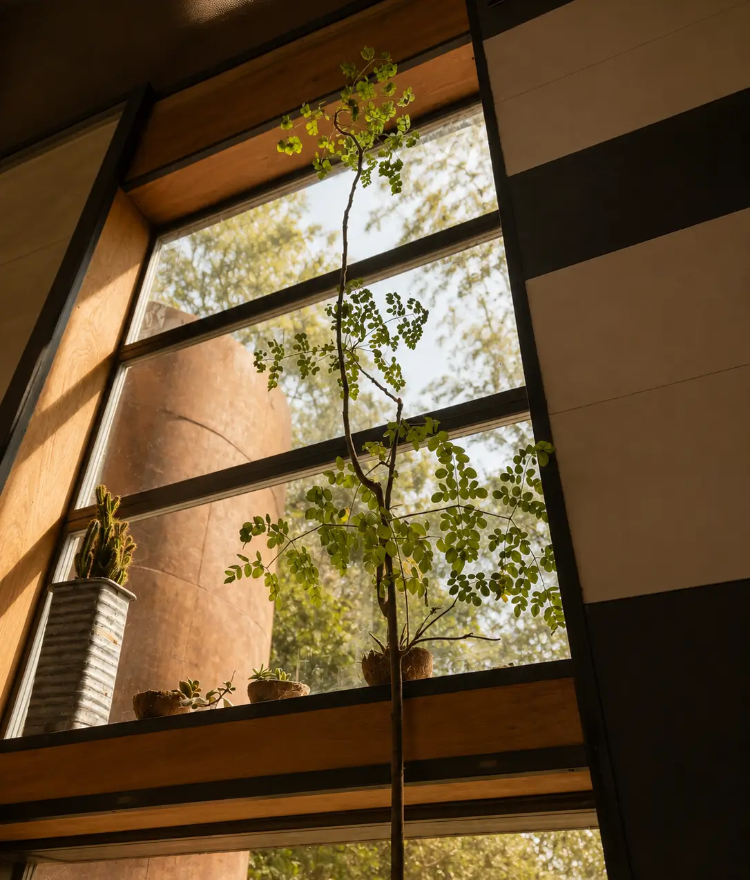 Tall slender plant with green leaves in front of a window with small potted plants on the sill.